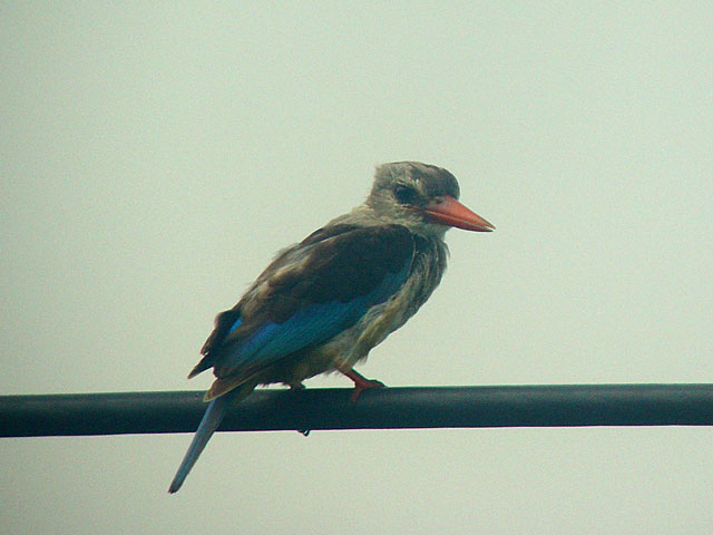 Chestnut-bellied Kingfisher (Gr&aring;huvad kungsfiskare) - Halcyon leucocephala