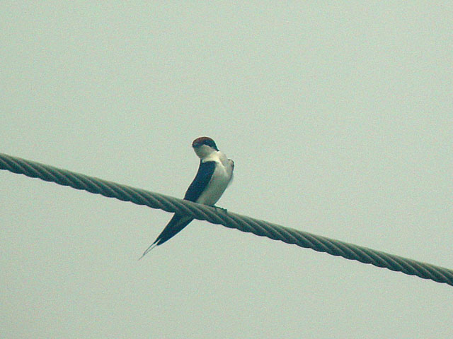 Wire-tailed Swallow (Tr&aring;dstj&auml;rtsvala) - Hirundo smithii