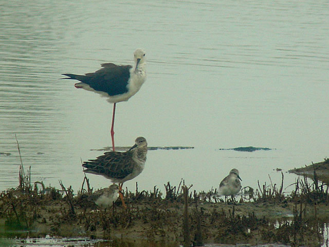 Black-winged Stilt (Styltl&ouml;pare) - Himantopus himantopus, Sanderling (Sandl&ouml;pare), Calidris alba & Ruff (Brushane) - Philomachus pugnax