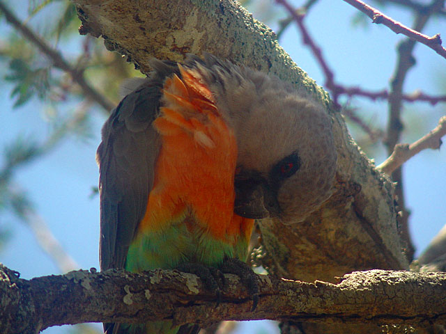 Orange-bellied Parrot (Rödbukad papegoja) -Poicephalus rufiventris