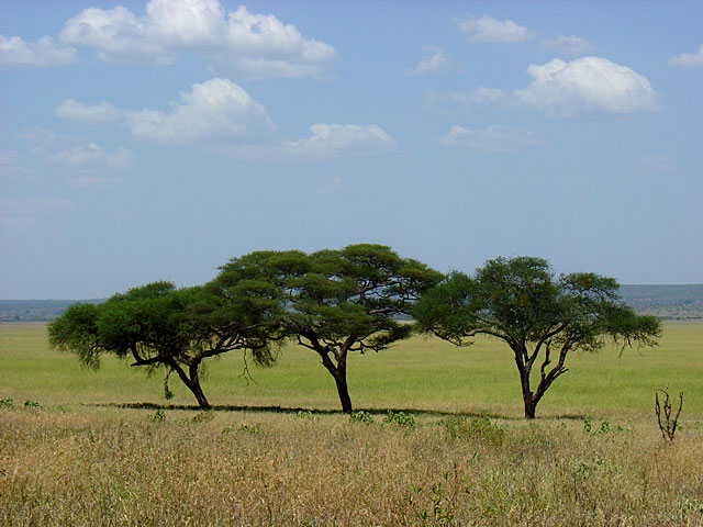 Tarangire National Park - Tanzania