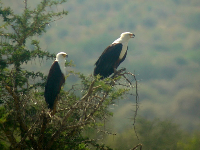 African Fish Eagle (Skrikhavs&ouml;rn) - Haliaeetus vocifer
