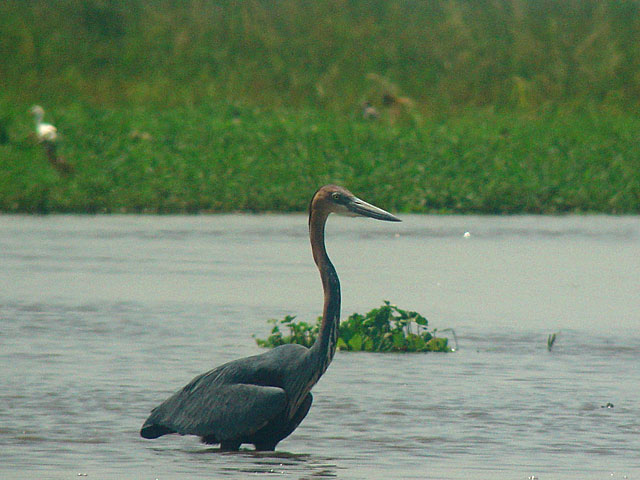 Goliath Heron (Goliath&auml;ger) - Ardea goliath