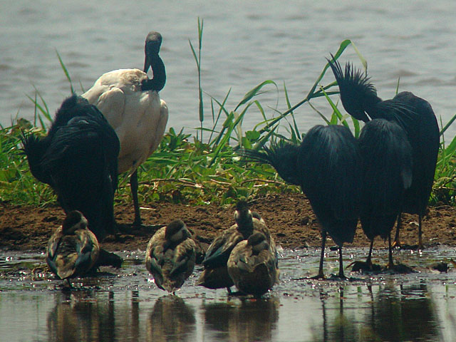 Black Heron (Svarth&auml;ger) - Egretta ardesiaca - Sacred Ibis (Helig ibis) - Threskiornis aethiopicus - Hottentot Teal (Hottentotkricka) - Anas hottentota