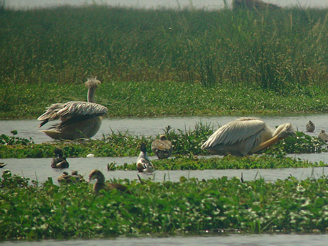 Pink-backed Pelican (Afrikansk pelikan) - Pelecanus rufescens - Northern Shoveler (Skedand) - Anas clypeata