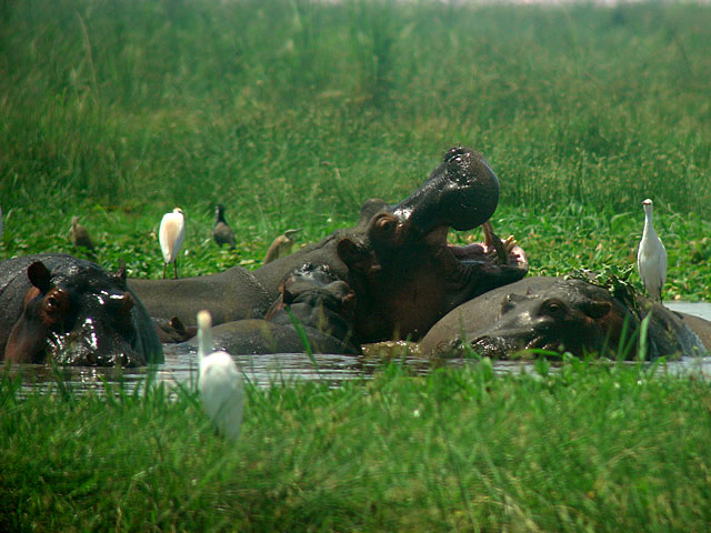 Cattle Egret (Koh&auml;ger) - Bubulcus ibis - Hippopotamus (Flodh&auml;st) - Hoppopotamus amphibius