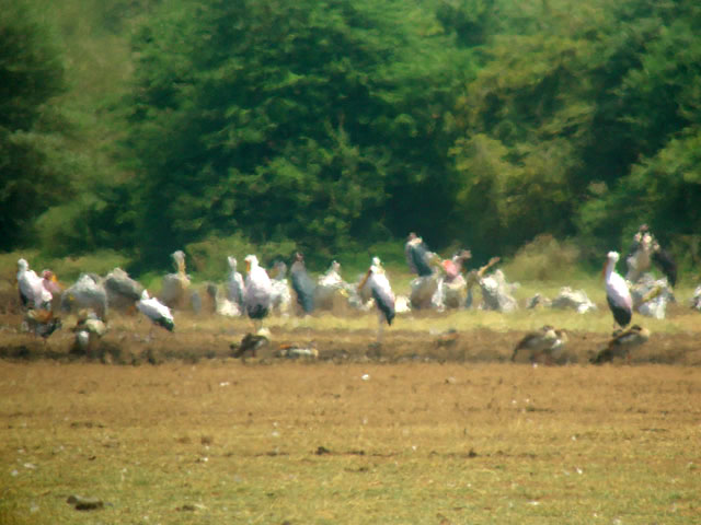 Lake Manyara National Park - Tanzania