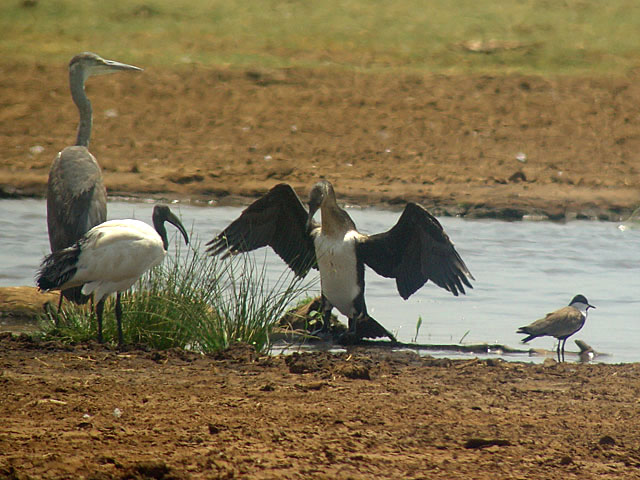 White-breasted Cormorant (Vitbröstad skarv) - Phalacrocorax lucidus - Sacred Ibis (Helig ibis) - Threskiornis aethiopicus - Grey Heron (Gråhäger) - Ardea cinerea 