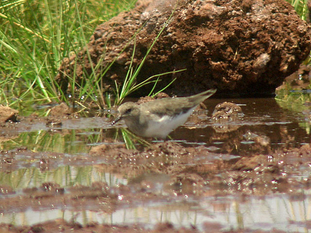 Temminck's Stint (Mosn&auml;ppa) - Calidris temminckii