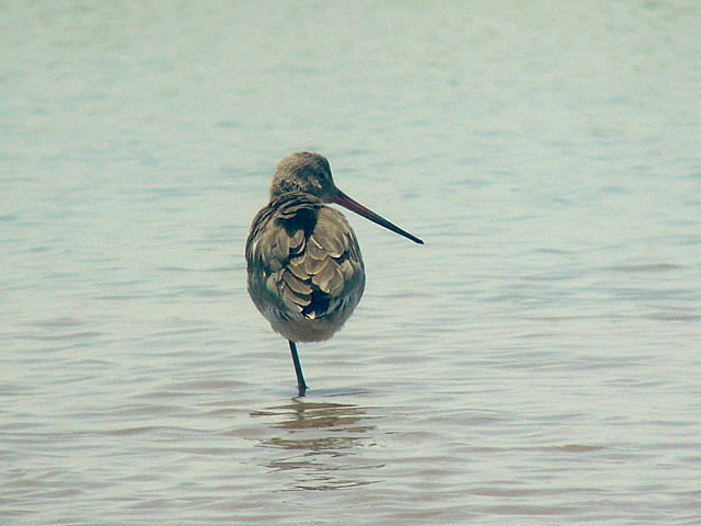 Black-tailed Godwit (R&ouml;dspov) - Limosa limosa