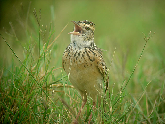 Rufous-naped Lark (Rödnackad savannlärka) - Mirafra africana