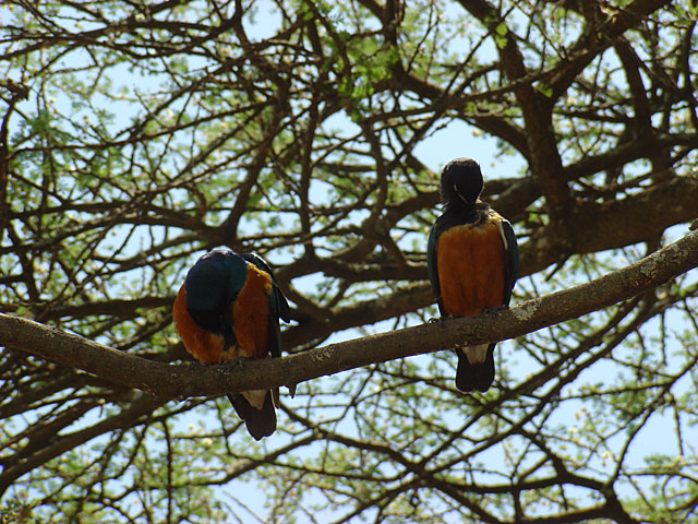 Superb Starling - Lamprotornis superbus