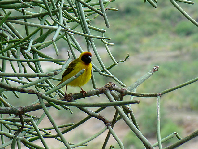 Speke's Weaver - Ploceus spekei