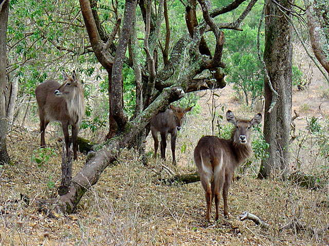 Waterbuck (Vattenbock) - Kobus ellipsiprymnus defassa