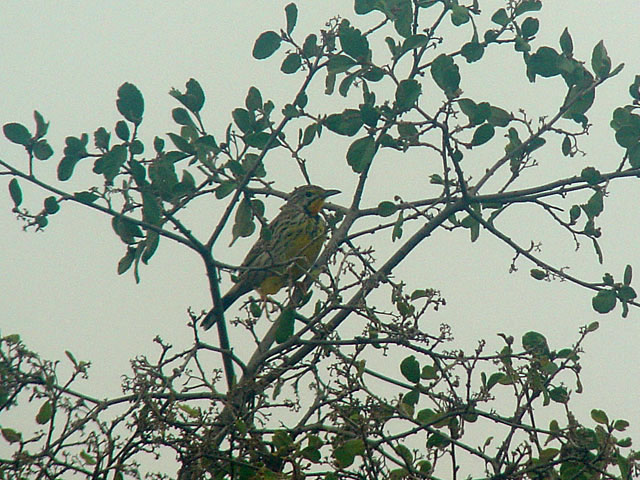 Pangani Longclaw (Panganisporrpipl&auml;rka) - Macronyx aurantiigula