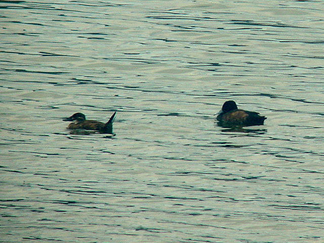 Maccoa Duck (Afrikansk kopparand) - Oxyura maccoa - Southern Pochard (Sydlig brunand) - Netta erythrophthalma