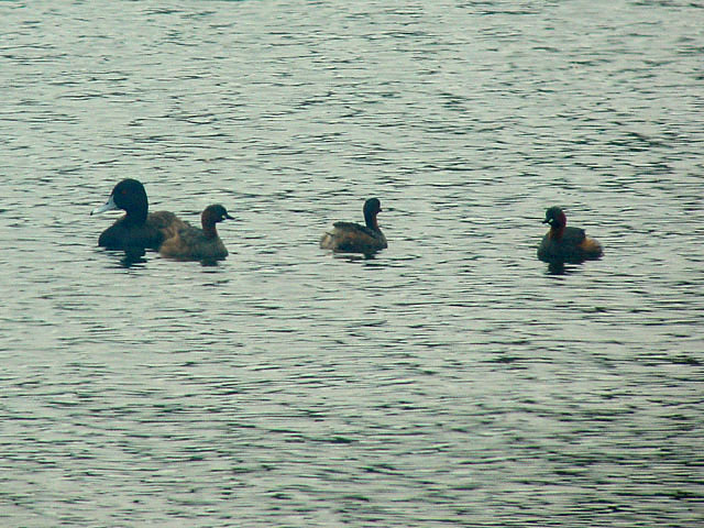 Little Grebe (Smådopping) - Tachybaptus ruficollis - Southern Pochard (Sydlig brunand) - Netta erythrophthalma