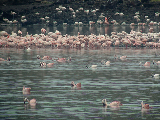 Greater Flamingo (St&ouml;rre flamingo) - Phoenicopterus ruber - Lesser Flamingo (Mindre flamingo) - Phoenicopterus minor