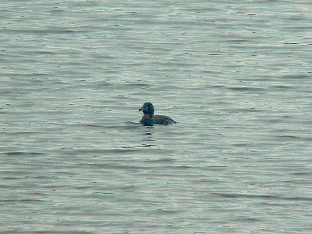 White-backed Duck (Vitryggig and) - Thalassornis leuconotos