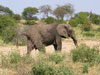 Elephant (Afrikansk elefant) - Loxodonta africana