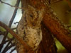 African Scops Owl (Afrikansk dv&auml;rguv) - Otus senegalensis
