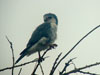 Pygmy Falcon (Afrikansk pygm&eacute;falk) - Polihierax semitorquatus