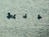 Little Grebe (Sm&aring;dopping) - Tachybaptus ruficollis - Southern Pochard (Sydlig brunand) - Netta erythrophthalma