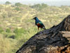 Superb Starling - Lamprotornis superbus