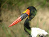 Saddle-billed Stork (Sadeln&auml;bbstork) - Ephippiorhynchus senegalensis