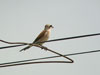 Red-backed Shrike (T&ouml;rnskata) - Lanius collurio