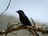 Drongo (Klykstj&auml;rtad drongo) - Dicrurus adsimilis