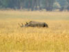 Black Rhinoceros (Spetsnosh&ouml;rning) - Diceros bicornis