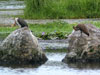 White-breasted Cormorant (Vitbr&ouml;stad skarv) - Phalacrocorax lucidus - Hamerkop (Skuggh&auml;ger) - Scopus umbretta