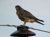 Grasshopper Buzzard (Gr&auml;shoppsvr&aring;k) - Butastur rufipennis