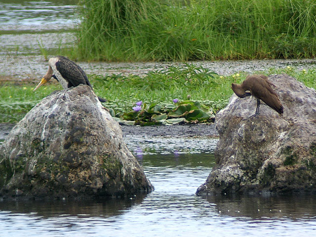 White-breasted Cormorant (Vitbr&ouml;stad skarv) - Phalacrocorax lucidus - Hamerkop (Skuggh&auml;ger) - Scopus umbretta